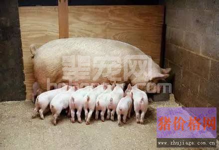 母猪产后易缺钙，教你用省钱有效的土方法解决！