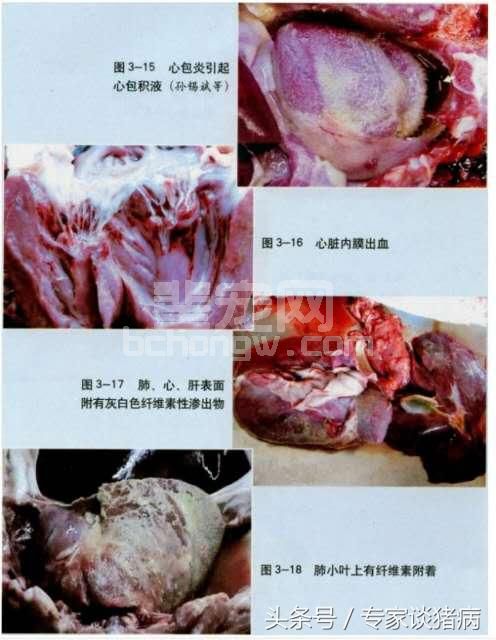 秋冬季节猪场胸膜肺炎的反复咳喘该怎么治疗呢？看下面怎么做的？