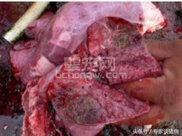 秋冬季节猪场胸膜肺炎的反复咳喘该怎么治疗呢？看下面怎么做的？