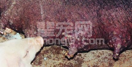 冬季猪场口蹄疫疾病的防控与治疗