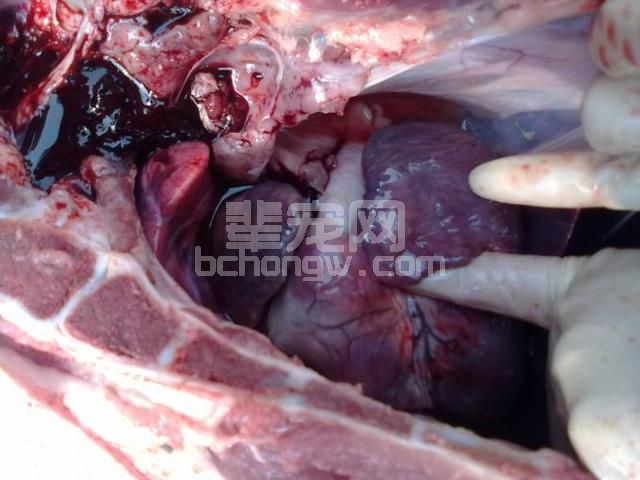 冬季猪场口蹄疫疾病的防控与治疗