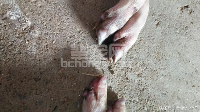 华仔说养猪：精确预防口蹄疫跟5哥说拜拜