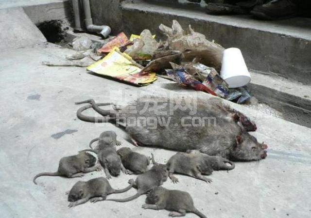 冬季猪场口蹄疫疾病的防控与治疗