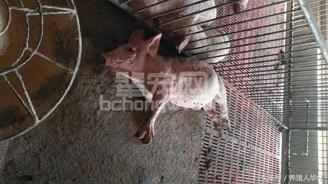 华仔说养猪：精确预防口蹄疫跟5哥说拜拜