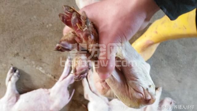 华仔说养猪：精确预防口蹄疫跟5哥说拜拜