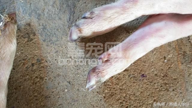 华仔说养猪：精确预防口蹄疫跟5哥说拜拜