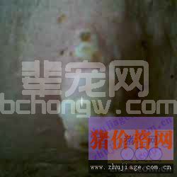 猪口蹄疫与猪蹄裂病之间的区别以及防治技术