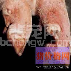 猪口蹄疫与猪蹄裂病之间的区别以及防治技术