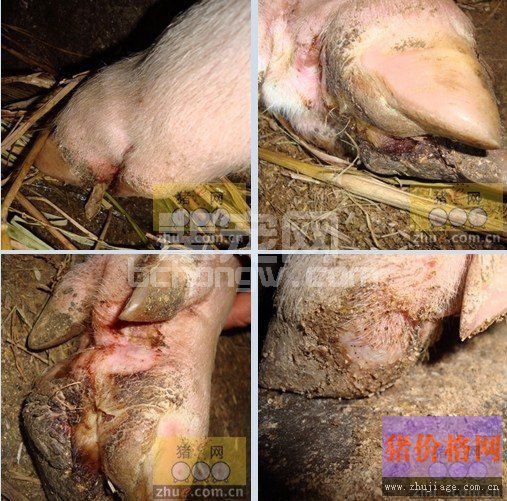 猪口蹄疫与猪蹄裂病之间的区别以及防治技术