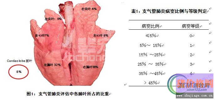 猪支气管肺炎与胸膜炎的屠宰场病变评估分析