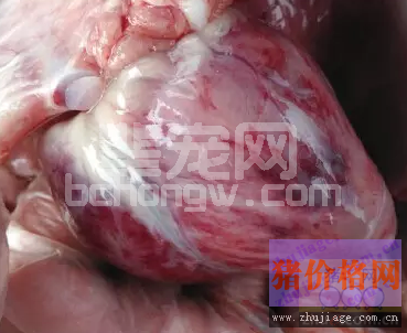 生猪腹泻继发链球菌案例的诊治方法