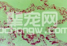 急性猪丹毒症状图谱