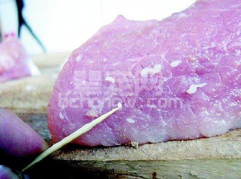猪囊虫病如何防治？“米猪”的形成原因