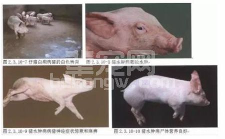 辈宠网