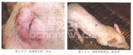 辈宠网