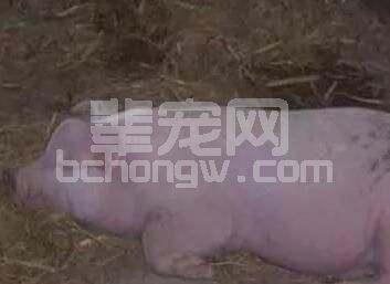 辈宠网