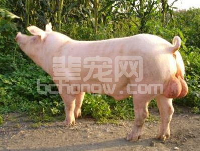 辈宠网