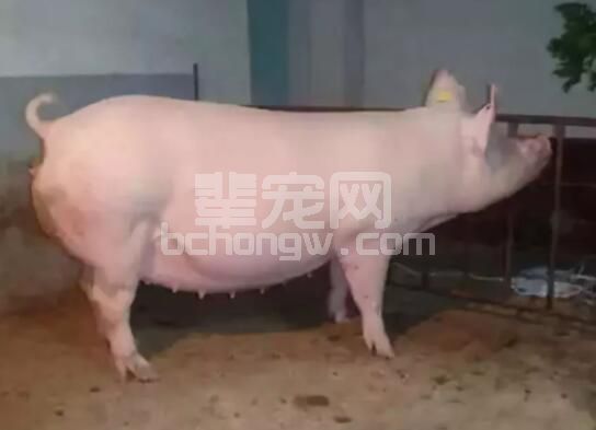 辈宠网