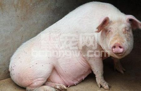 辈宠网