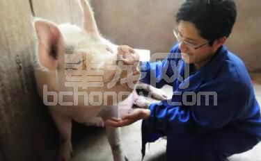 辈宠网