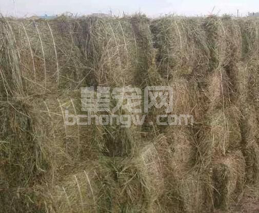 辈宠网