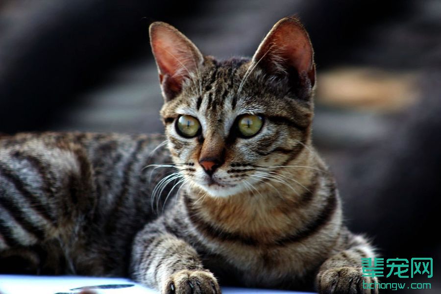 萌猫