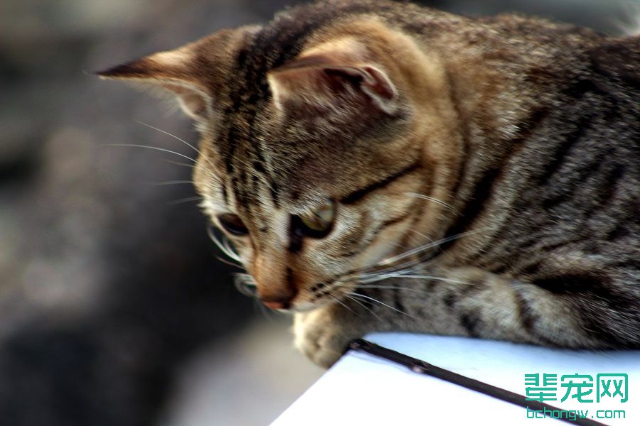 萌猫
