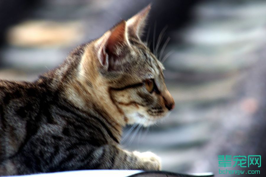 萌猫