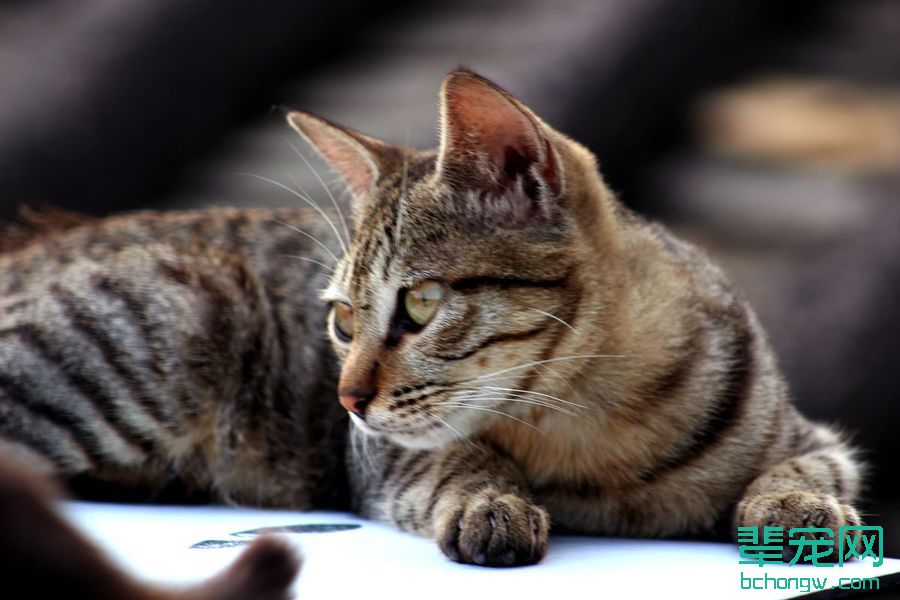 萌猫