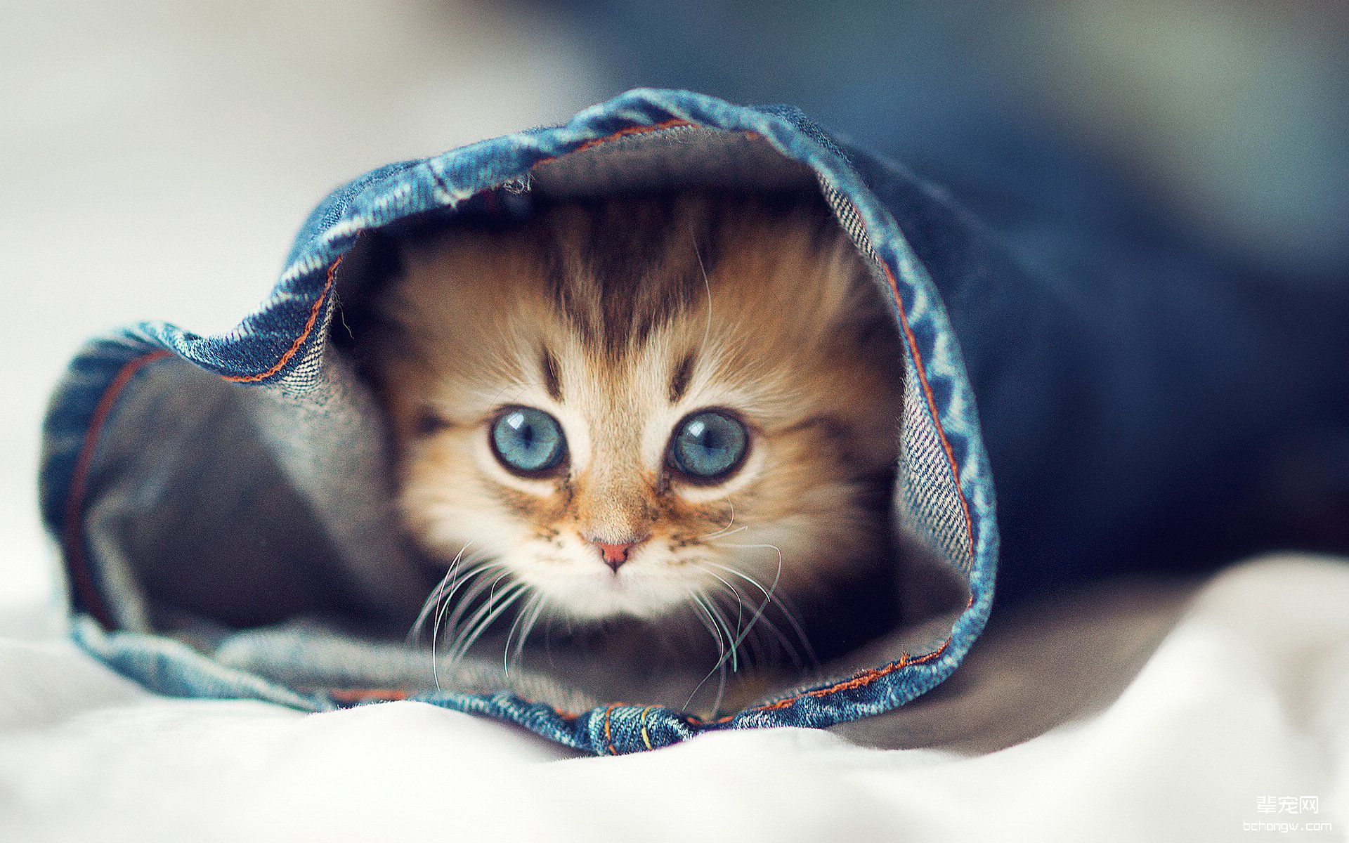 可爱的小猫高清壁纸第3张图片