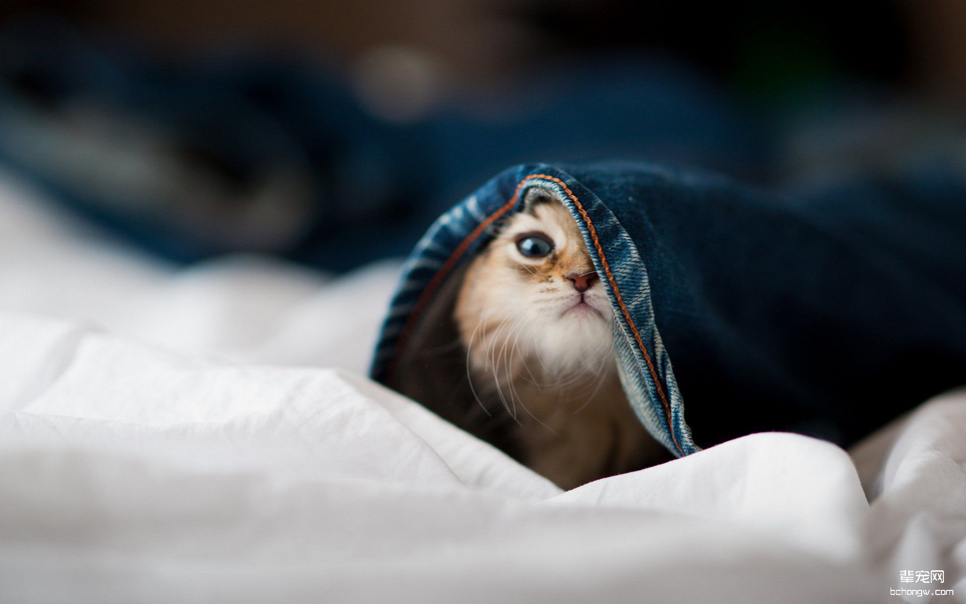 可爱的小猫高清壁纸第9张图片