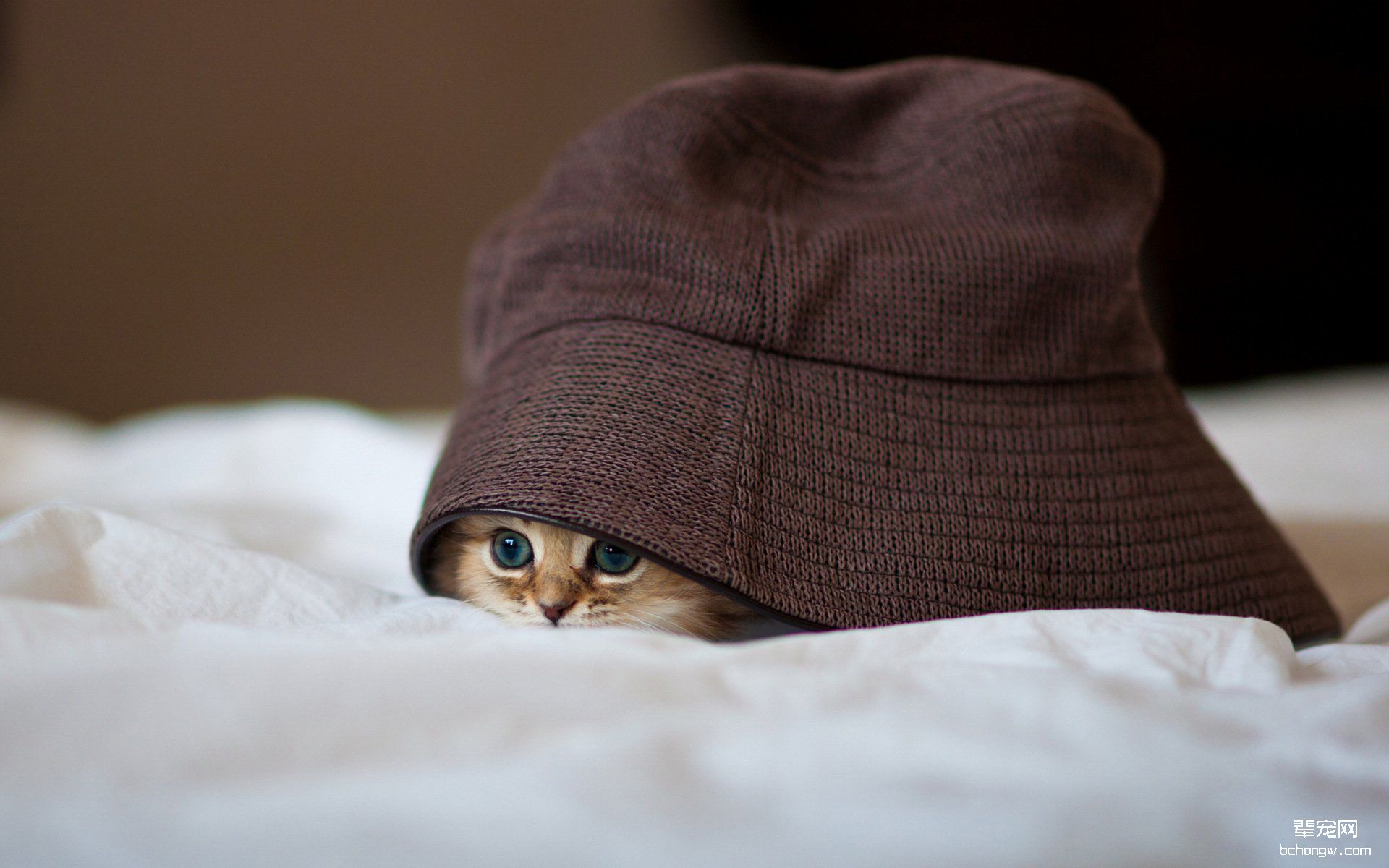 可爱的小猫高清壁纸第14张图片