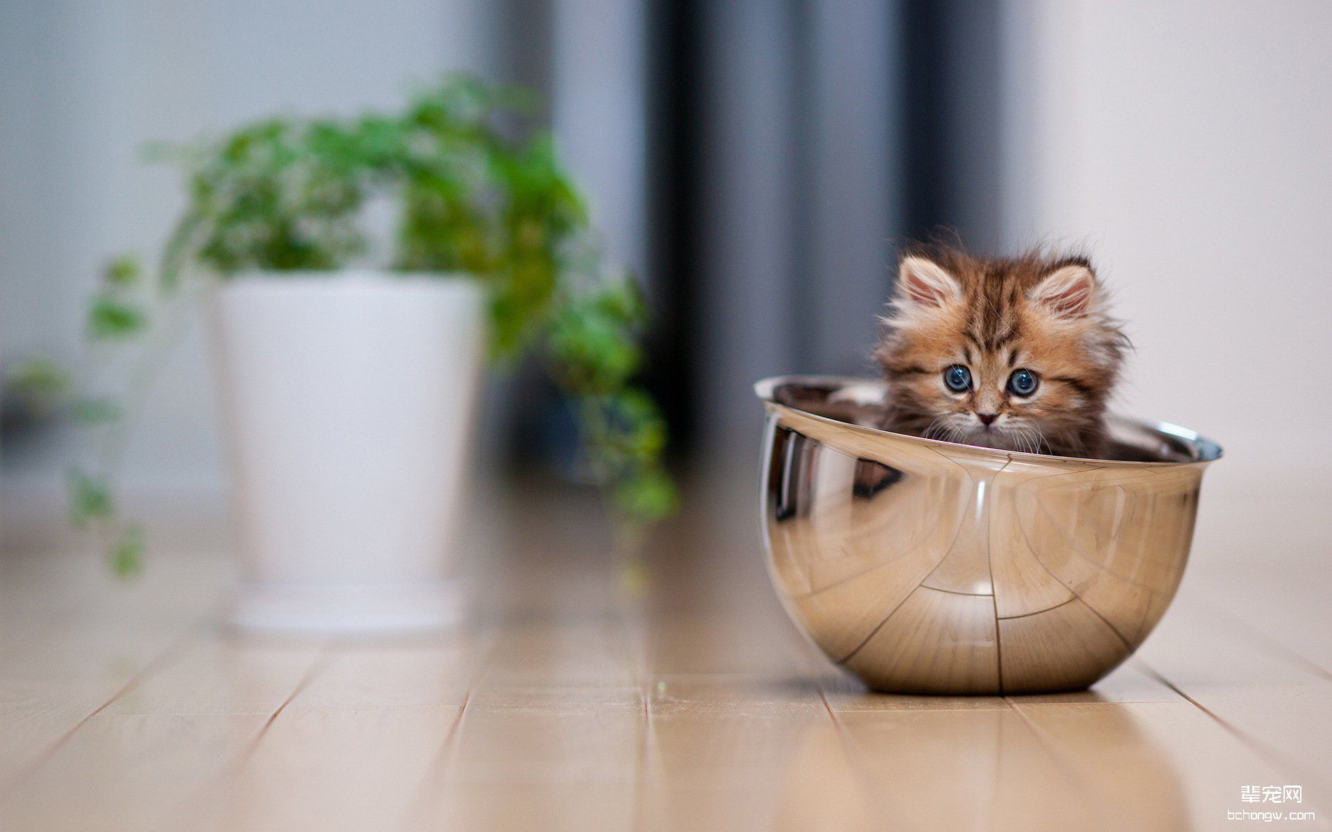 可爱的小猫高清壁纸第16张图片