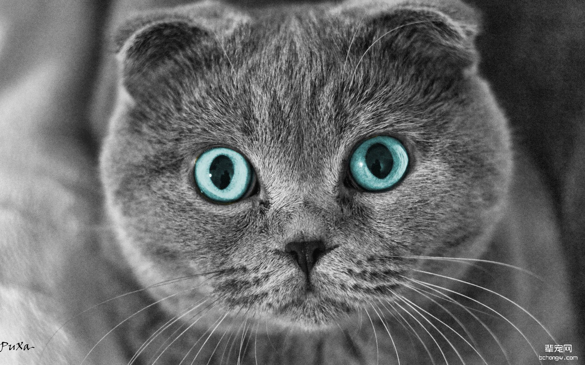 折耳猫高清宽屏壁纸第8张图片