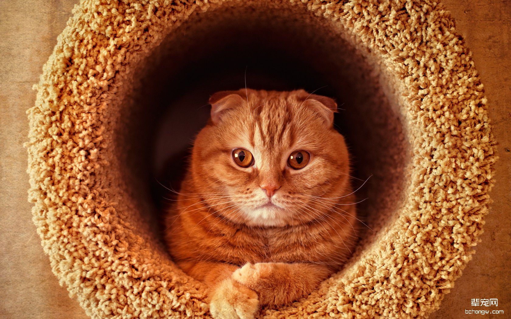 折耳猫高清宽屏壁纸第10张图片