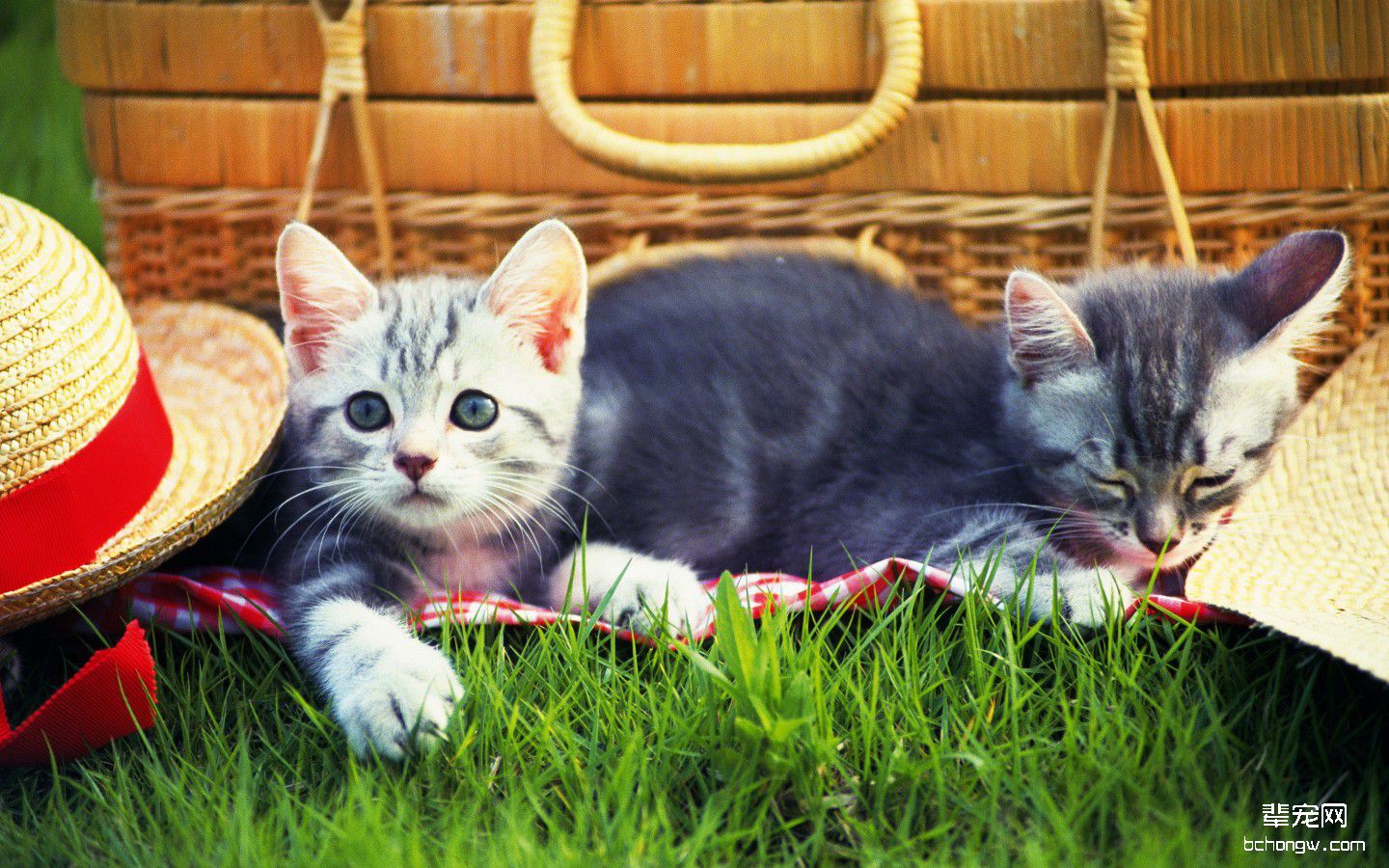 宽屏大图萌猫壁纸桌面第3张图片