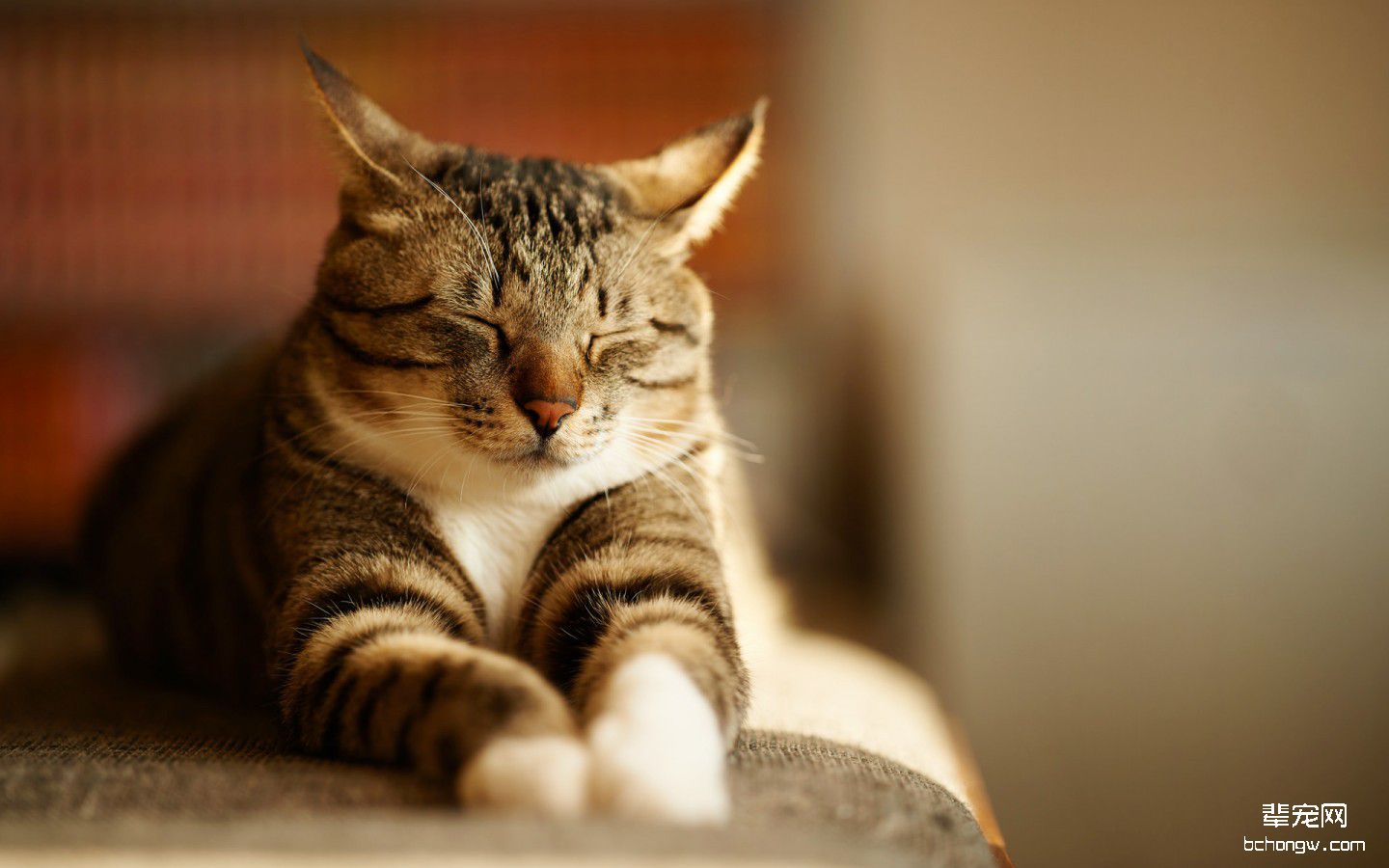萌猫桌面高清壁纸第6张图片