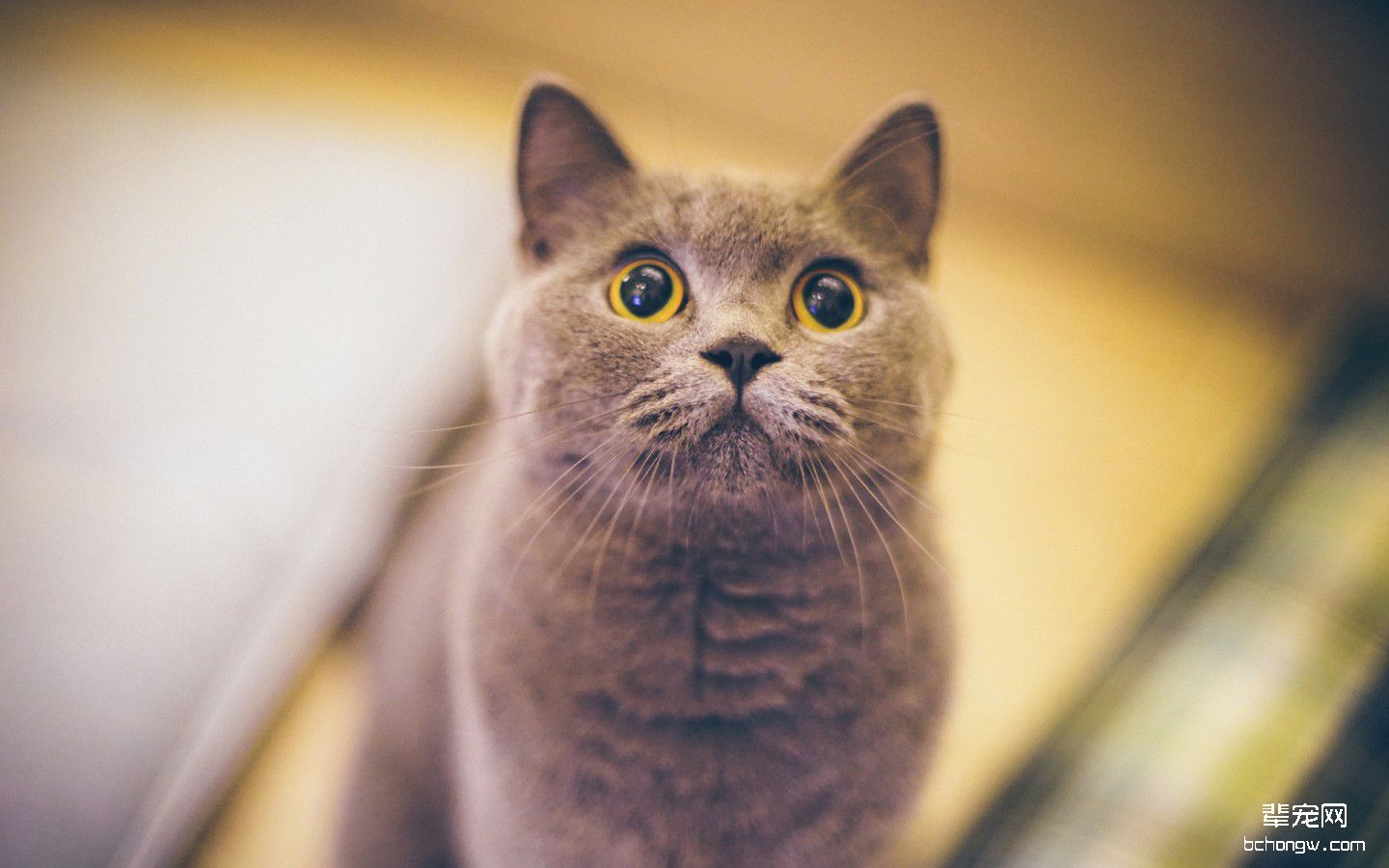 萌猫桌面高清壁纸第7张图片