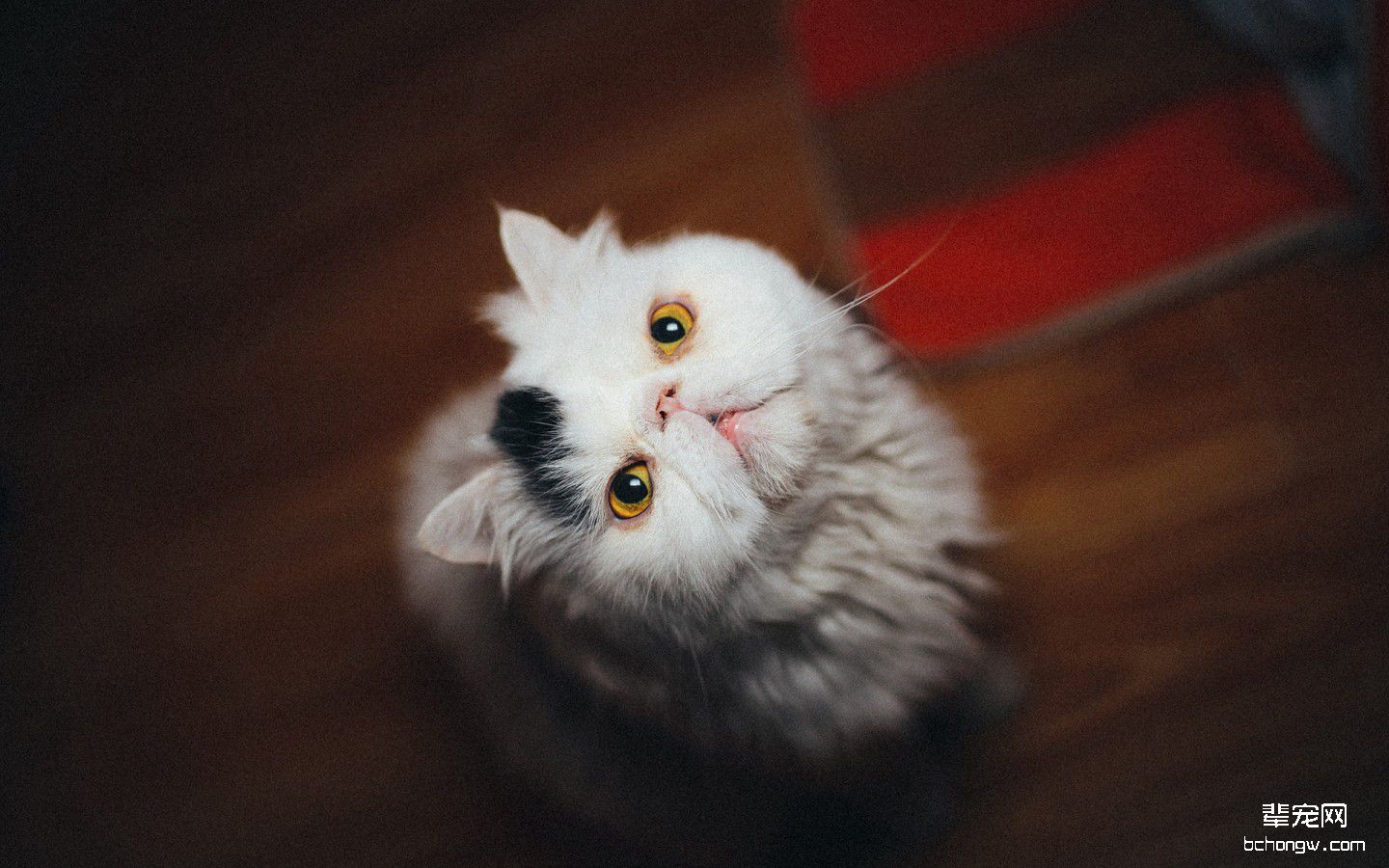 萌猫桌面高清壁纸第8张图片