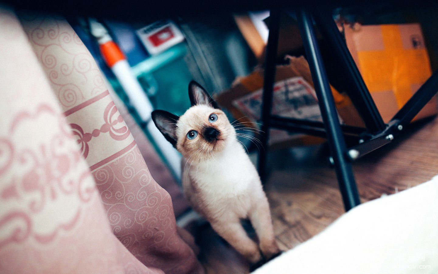 萌猫桌面高清壁纸第9张图片