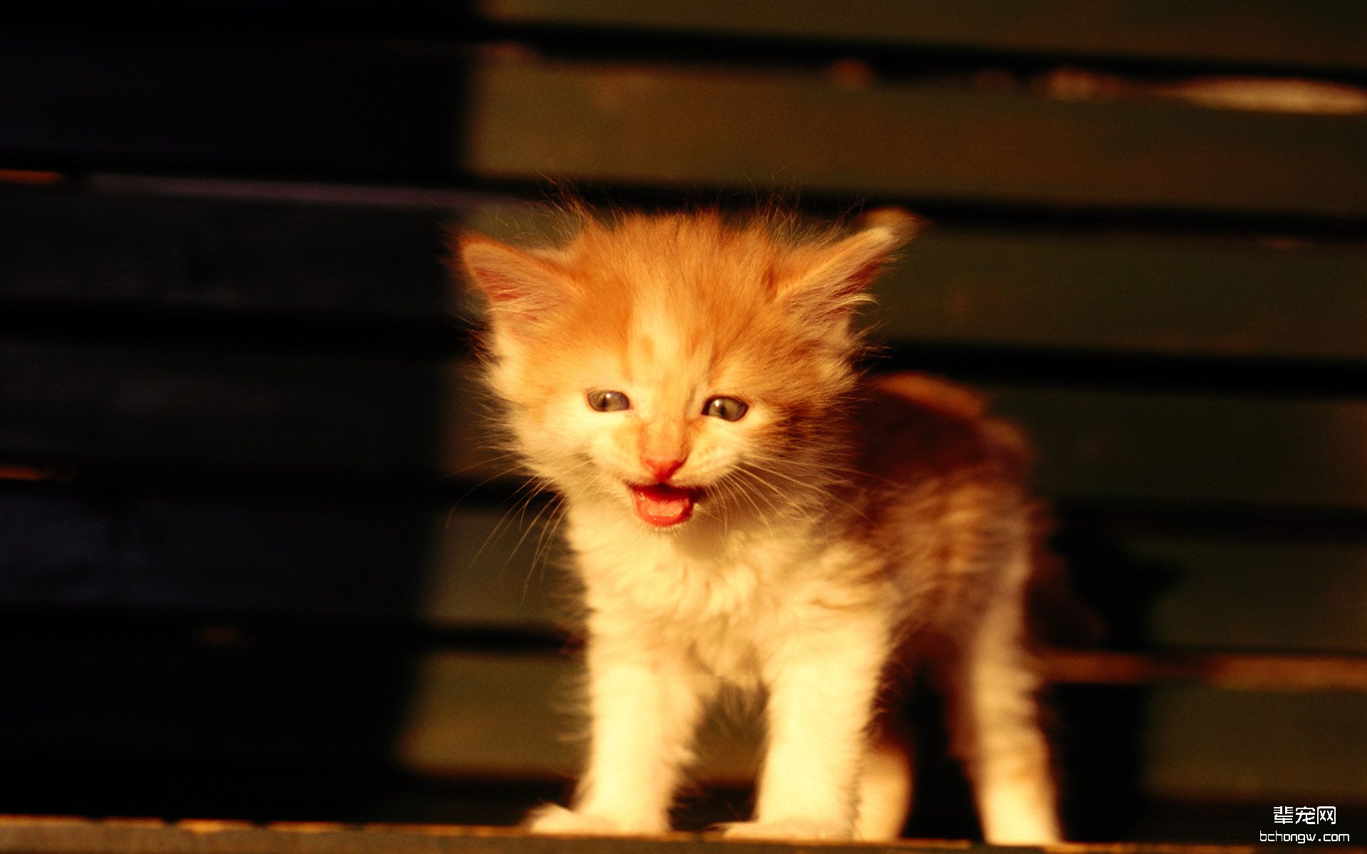 包子脸的猫电脑壁纸第11张图片
