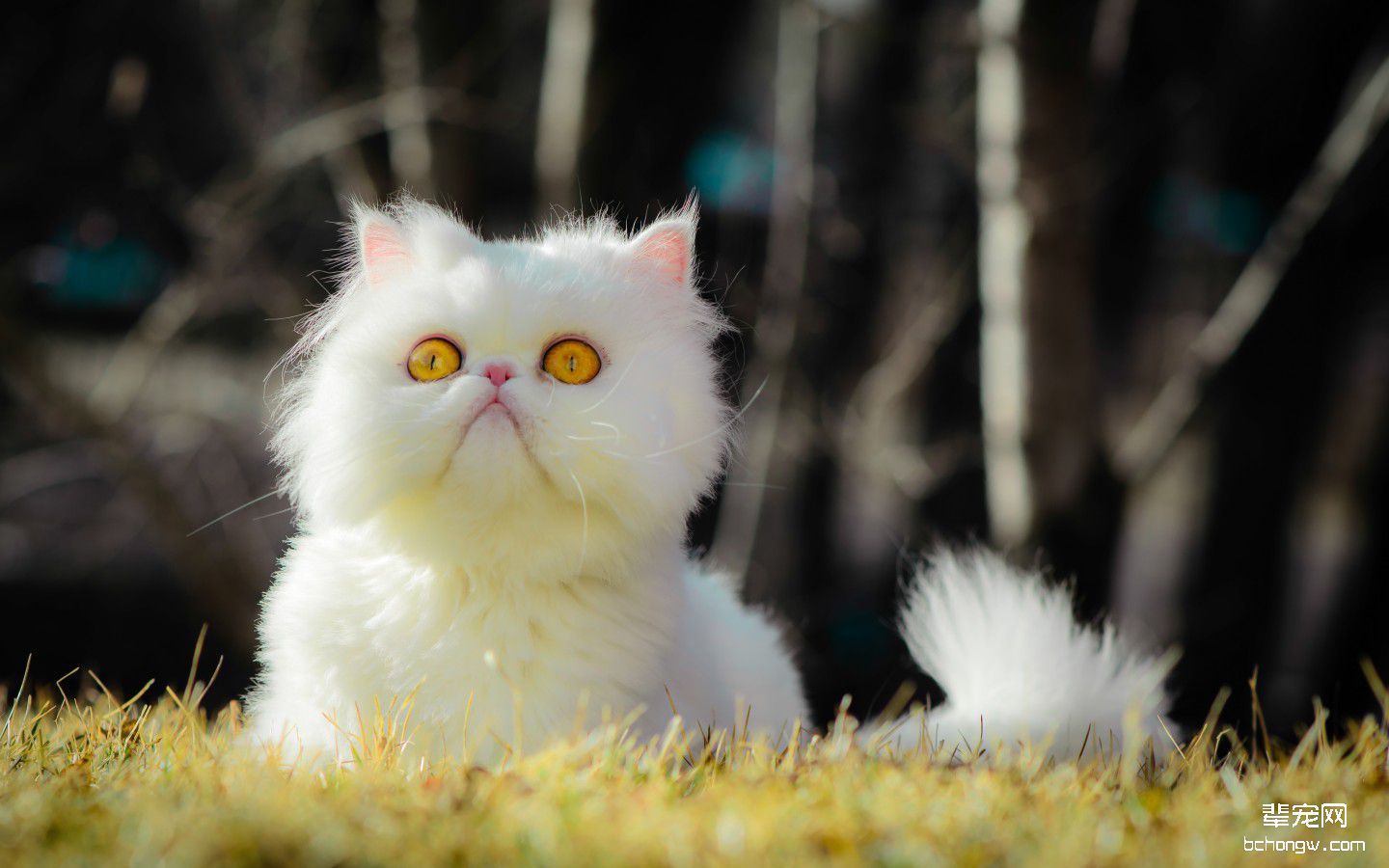 萌猫大图桌面壁纸第1张图片