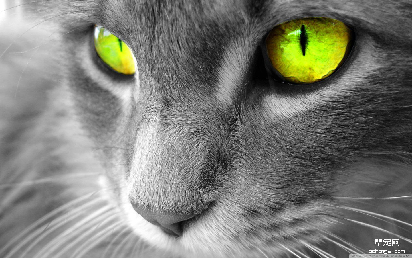 萌猫大图桌面壁纸第9张图片