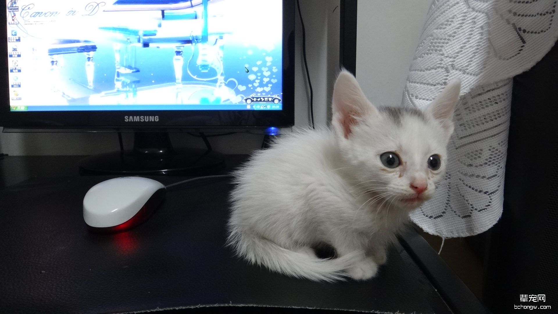 萌猫高清壁纸第3张图片