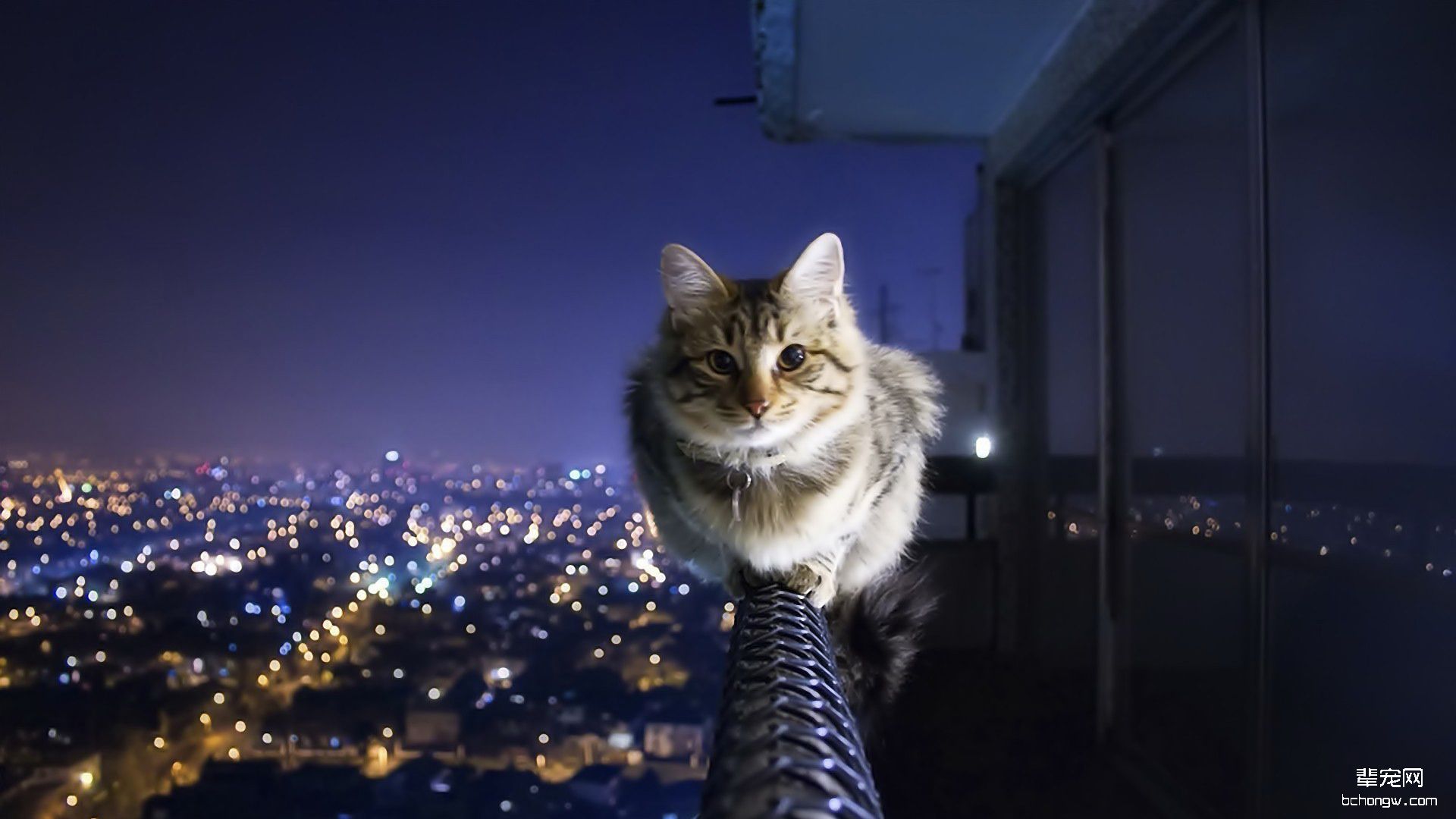 萌猫高清壁纸第8张图片