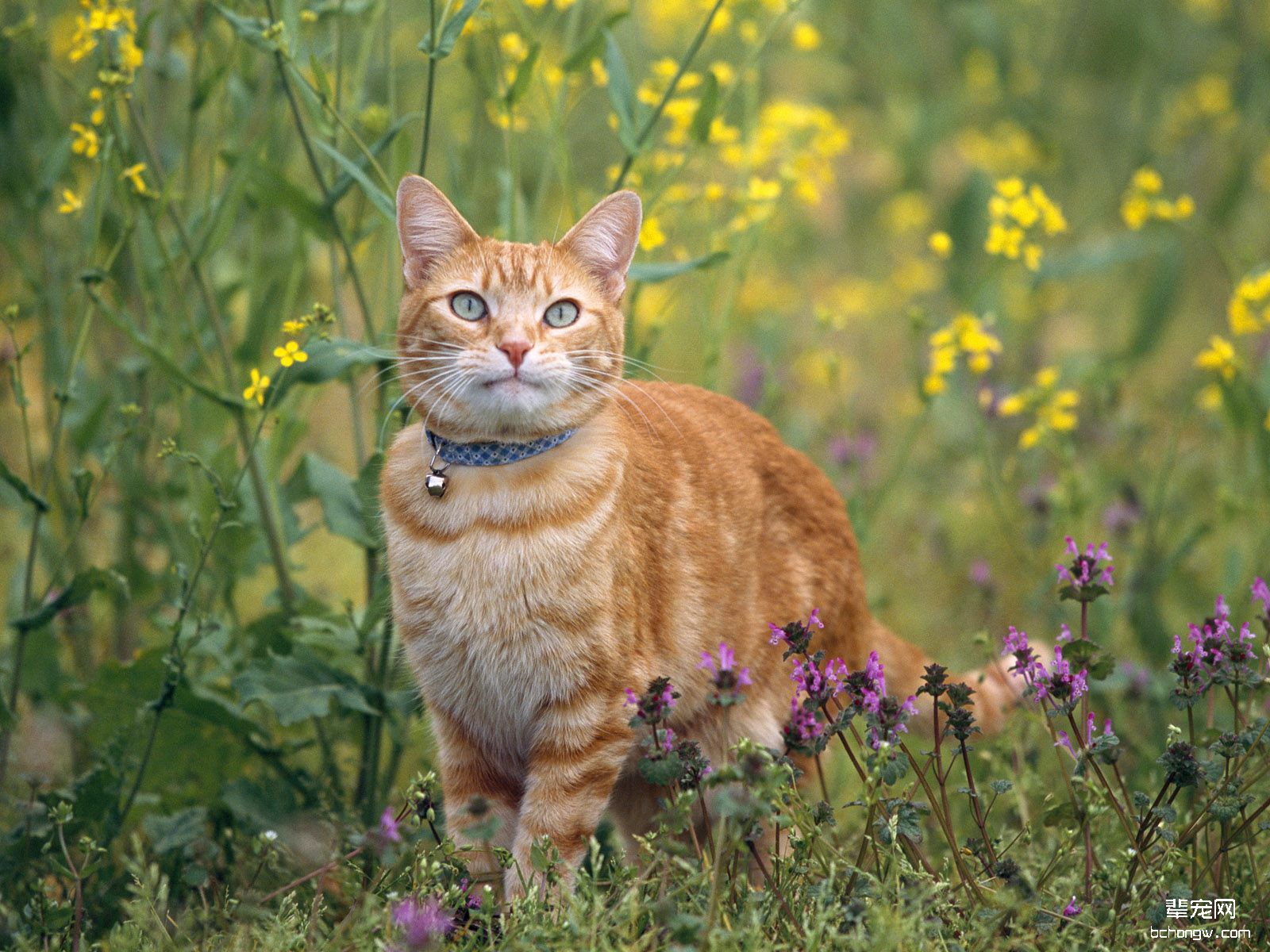 可爱小黄猫高清壁纸第7张图片