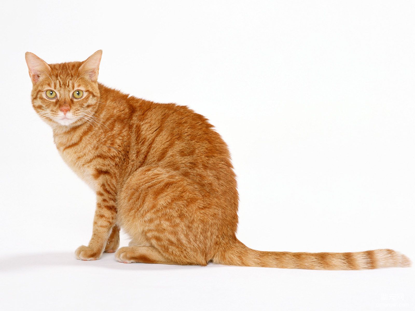 可爱小黄猫高清壁纸第11张图片