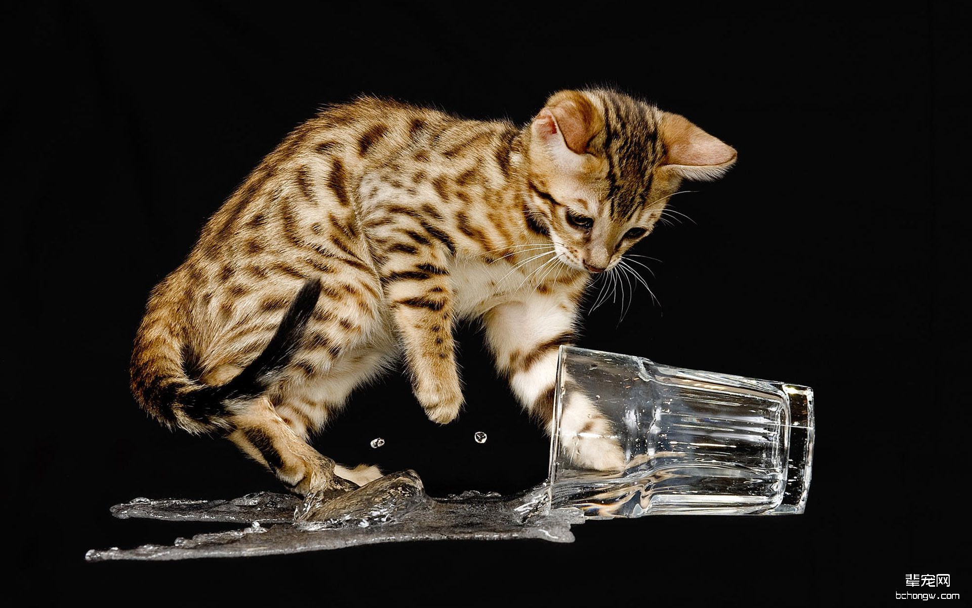 可爱的猫咪高清壁纸第5张图片