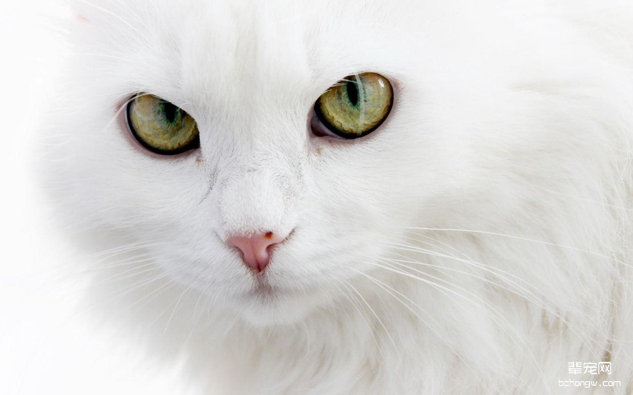 可爱猫咪电脑桌面壁纸第11张图片