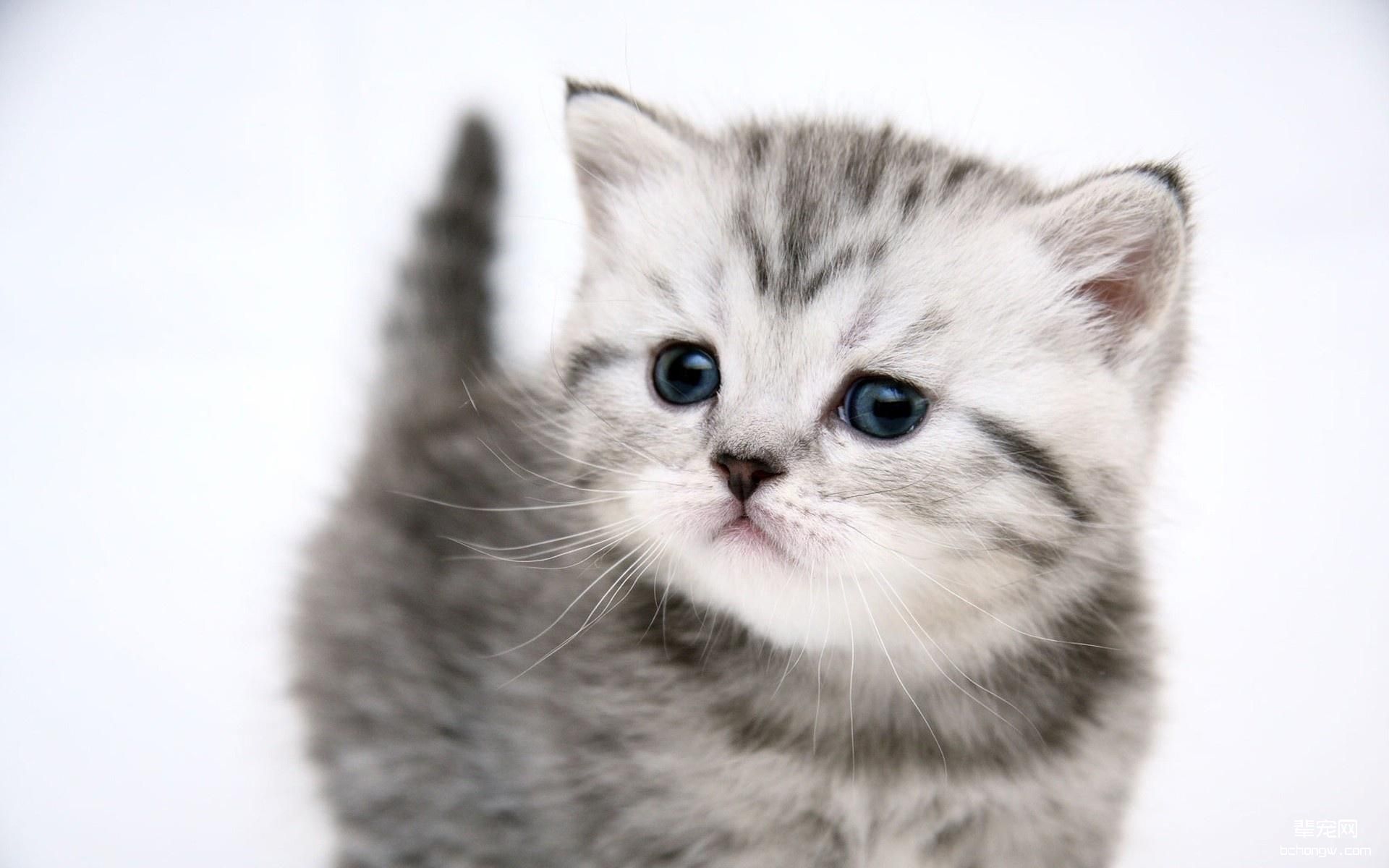 可爱小花猫高清桌面壁纸第3张图片